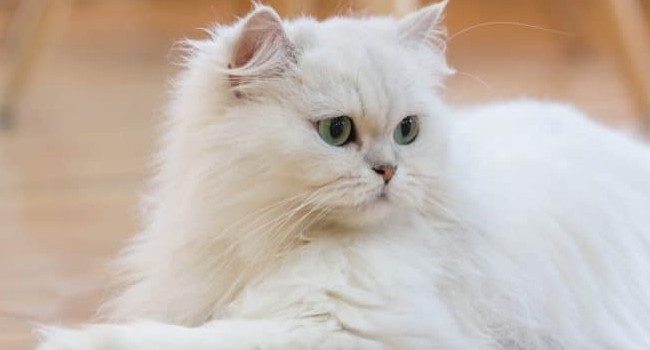 Persian Cat